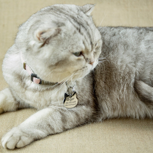 cat-with-hollow-tag